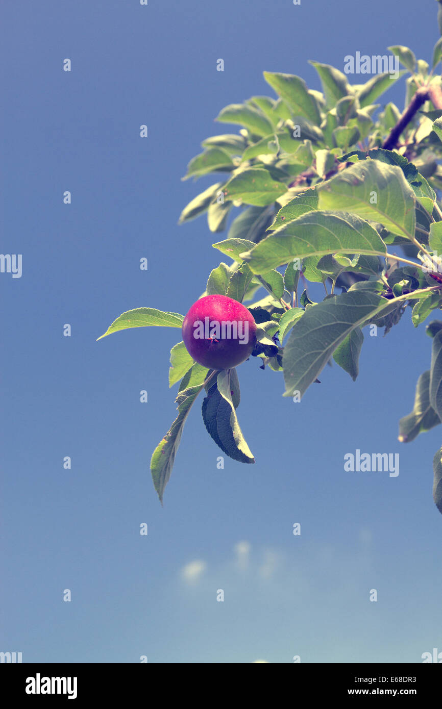 apple hanging on a tree and grows in the garden Stock Photo - Alamy