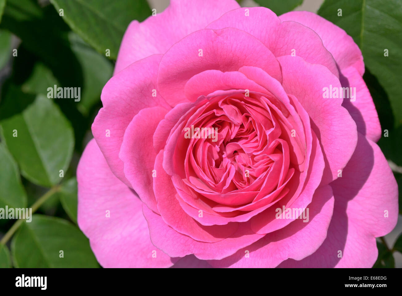 Nature rose flower hi-res stock photography and images - Alamy