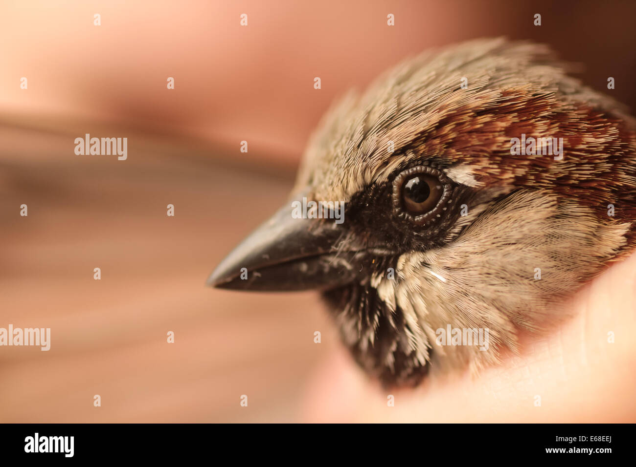 House Sparrow Passer domseticus, a close up headshot of an individual that has been caught for ringing and data collection purpo Stock Photo