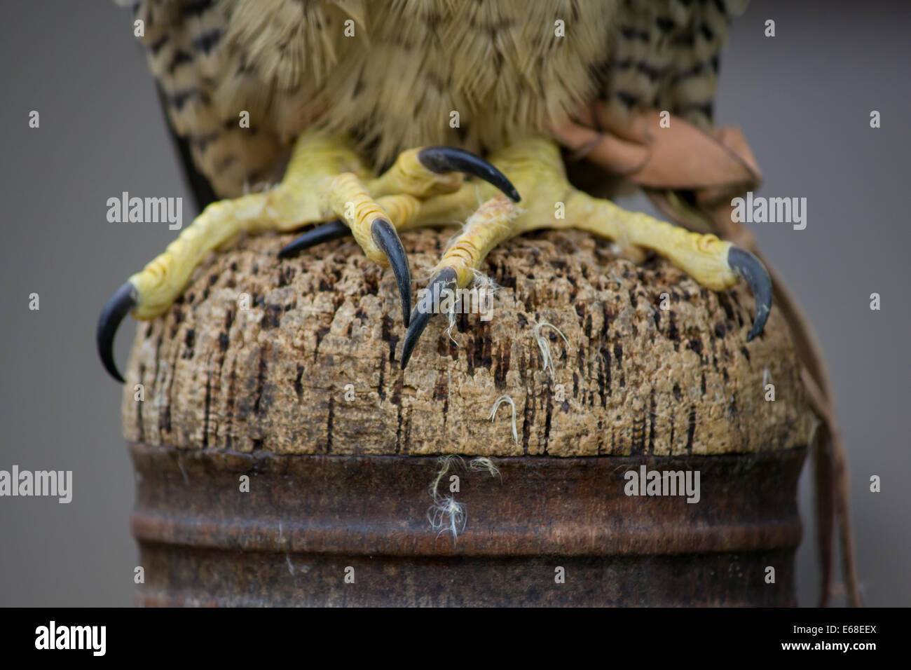 Peregrine Falcon Falco pergrinus, the talons belonging to a captive individual as it perches on its stand Stock Photo