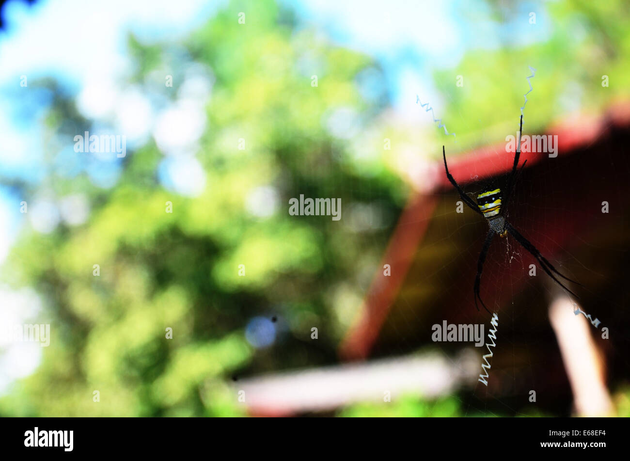 Spider in forest Stock Photo - Alamy