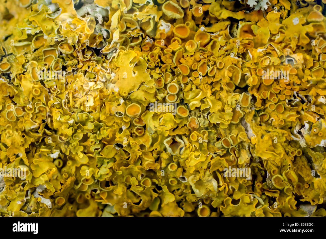 Common Orange Lichen Xanthoria parietina, a full frame focus stacked composite image of a sheet of lichen covering a branch. Stock Photo