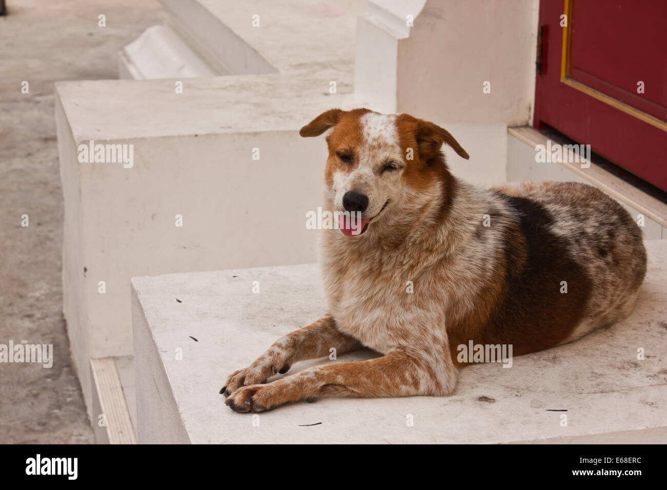 the lovely dog Stock Photo - Alamy
