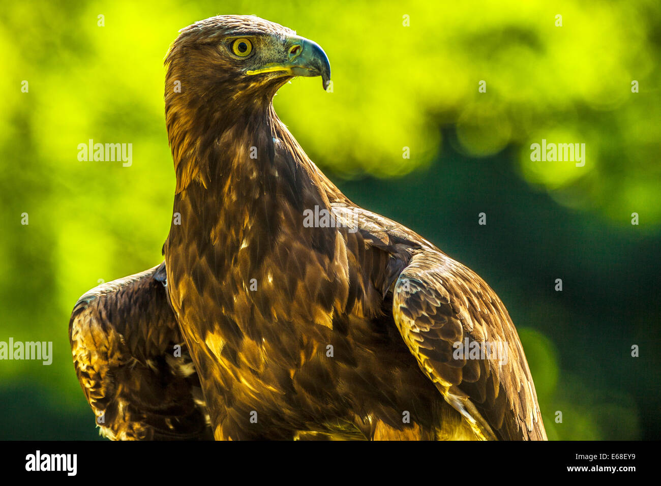 A golden eagle, Aquila chrysaetos Stock Photo Alamy
