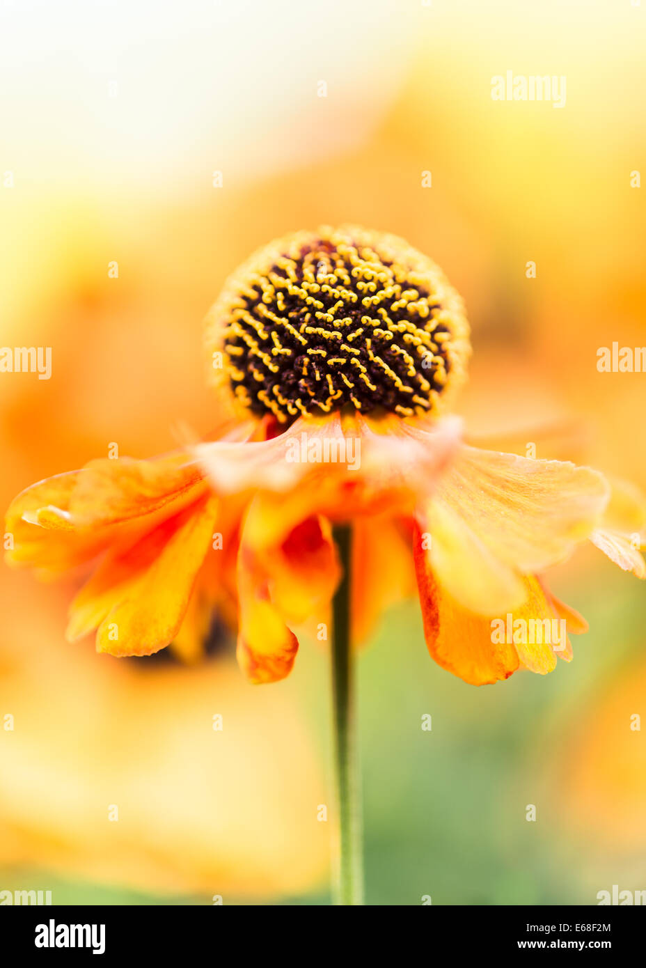 Helenium Waltraut sneezeweed Bronze orange daisy like flower with black center on soft green yellow background Stock Photo