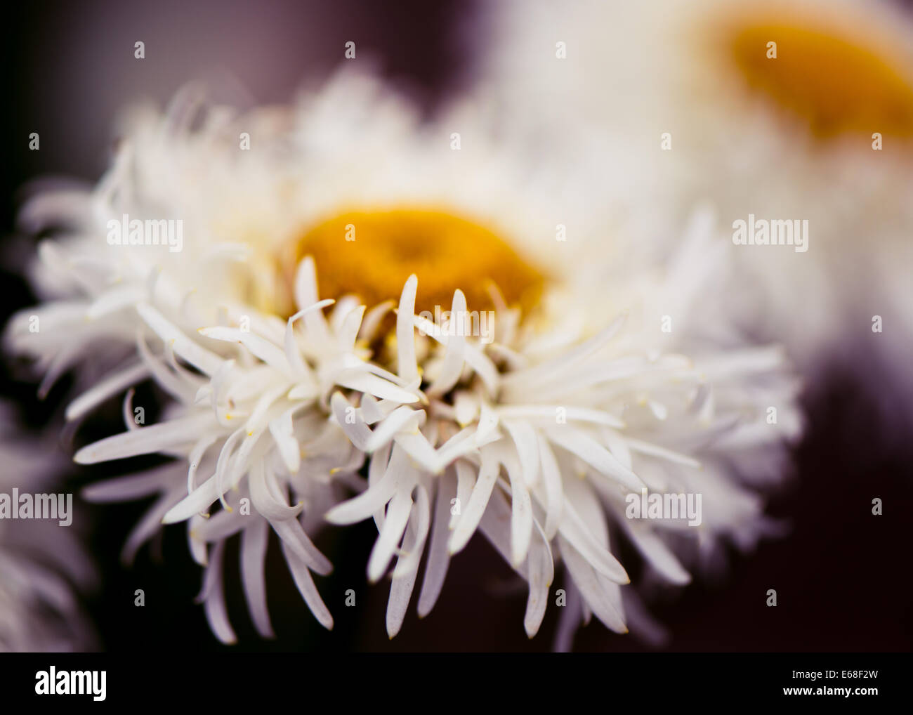 Leucanthemum × superbum Phyllis Smith Shasta daisy white daisy with ragged petals and yoke yellow center Stock Photo
