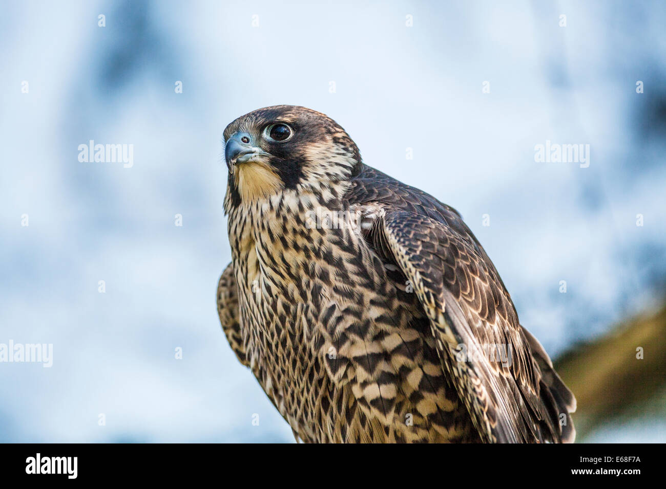 A peregrine falcon, Falco peregrinus Stock Photo