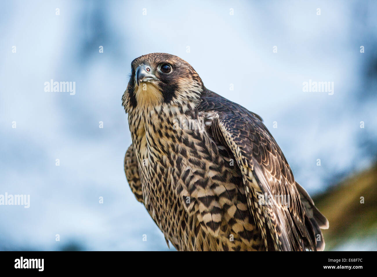 A peregrine falcon, Falco peregrinus Stock Photo