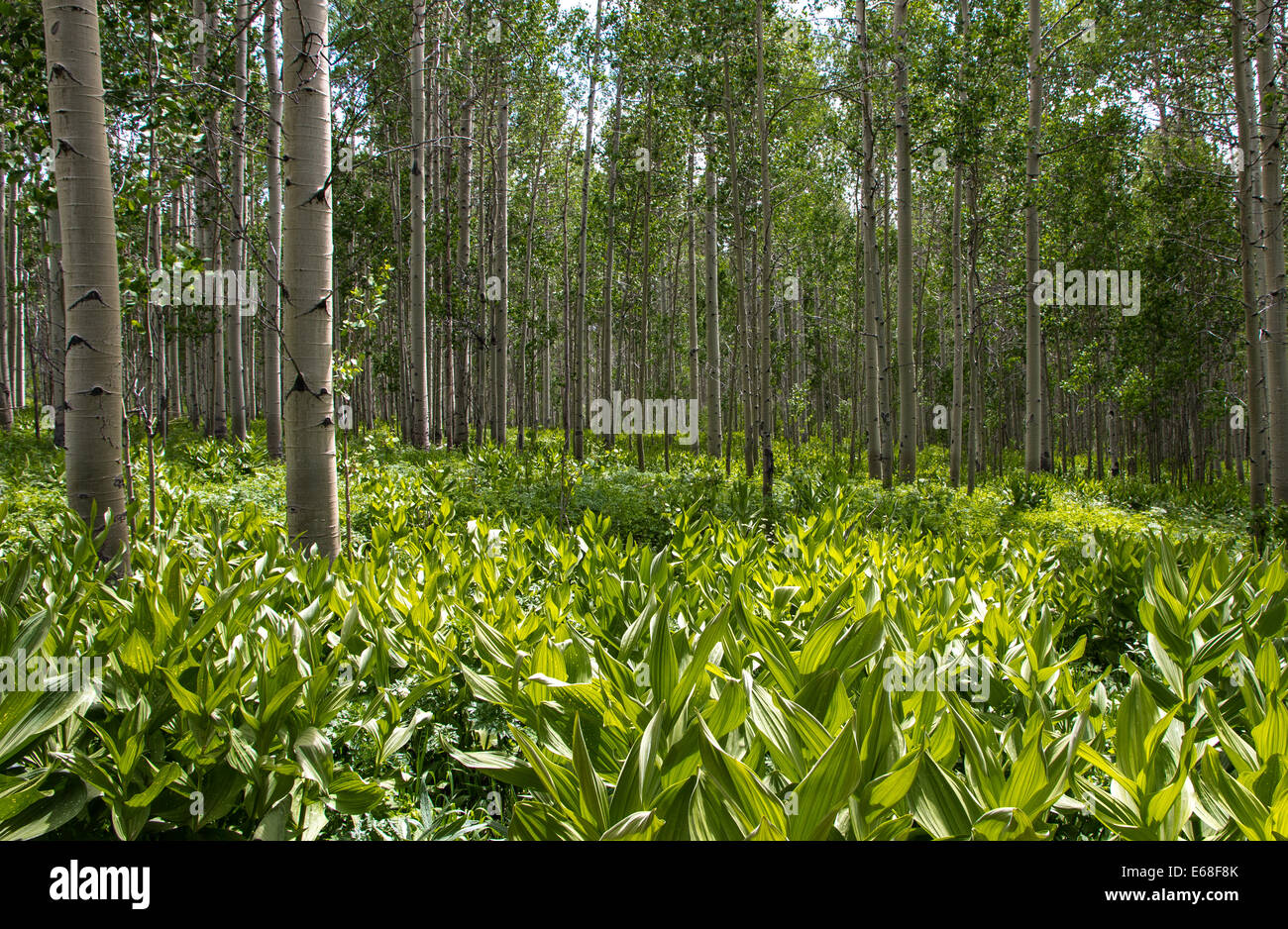 Into the Aspens Stock Photo Alamy