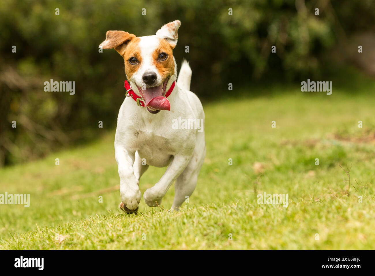 Jack Russel Parson Dog Run Toward The Camera Low Angle High Speed Shot ...