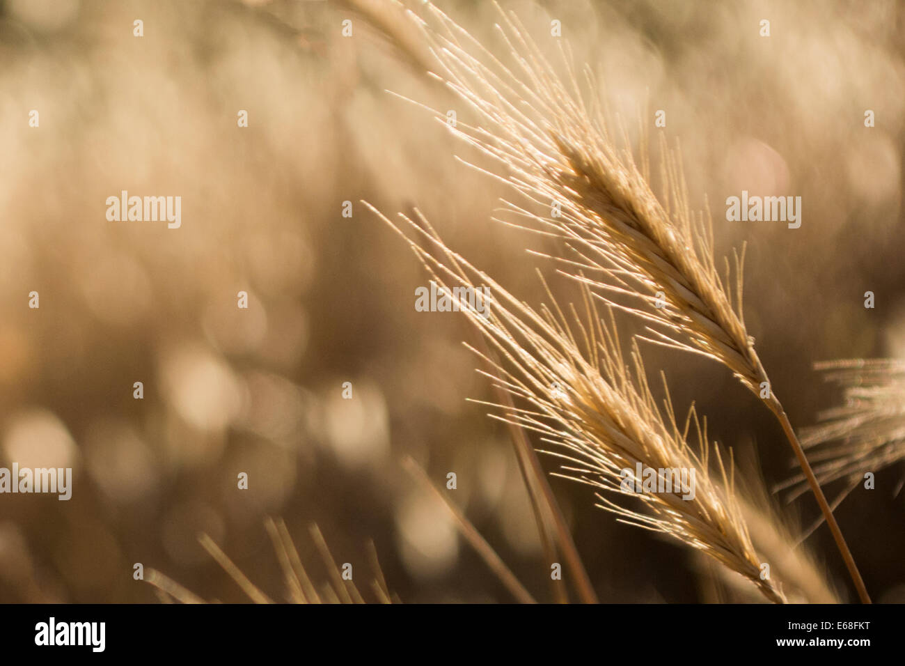 Wild grass in golden evening light with beautiful bokeh in the background Stock Photo