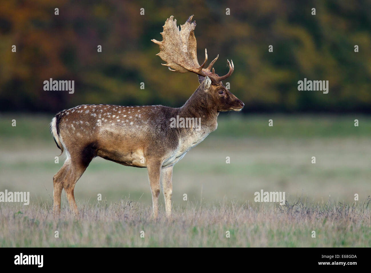 Fallow deer (Dama dama) buck in grassland at forest's edge during the rut in autumn Stock Photo