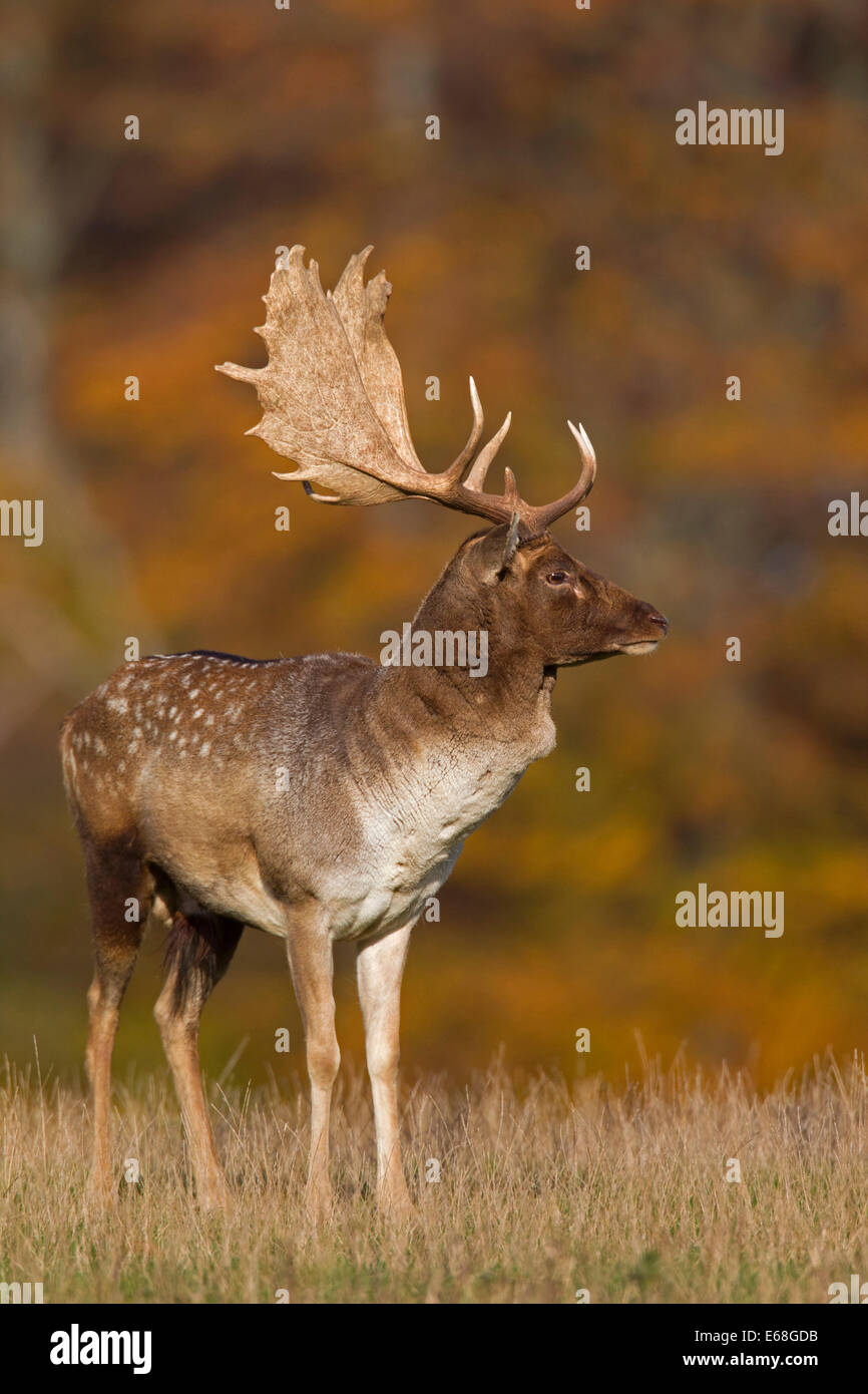 Fallow deer (Dama dama) buck in grassland at forest's edge during the rut in autumn Stock Photo