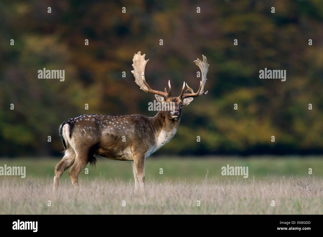 Fallow deer (Dama dama) buck in grassland at forest's edge during the rut in autumn Stock Photo