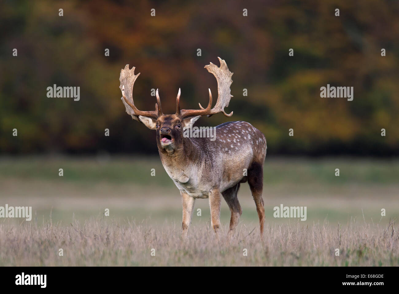 Fallow deer (Dama dama) buck bellowing during the rut in autumn in grassland Stock Photo