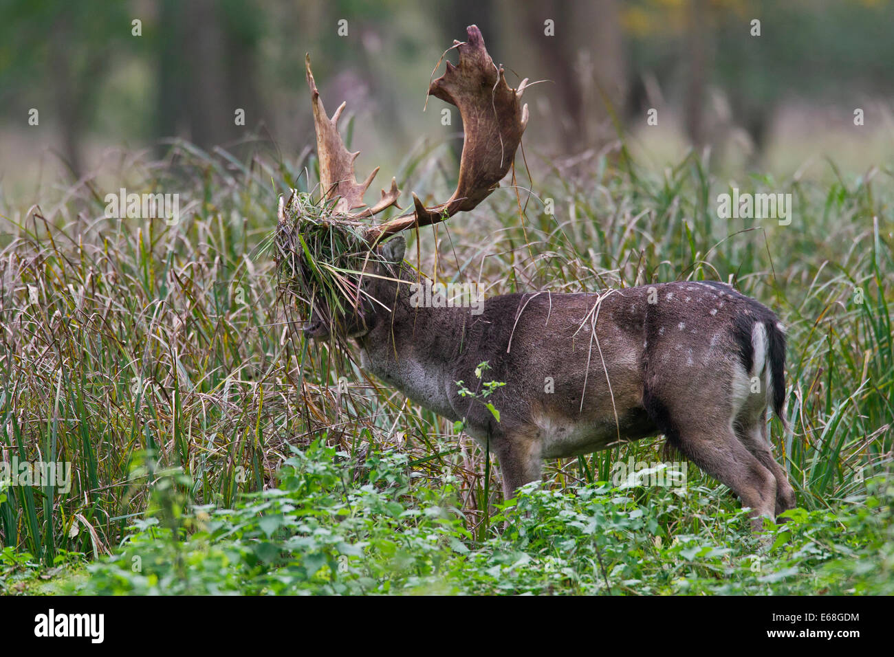 Fallow deer (Dama dama) buck with antlers covered in vegetation during the rut in autumn Stock Photo