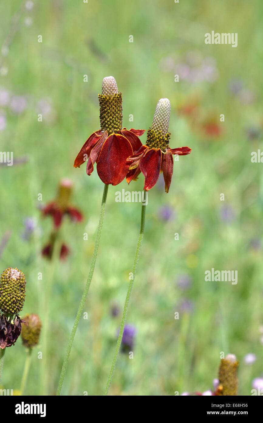 Mexican Hat flowers in meadow Stock Photo