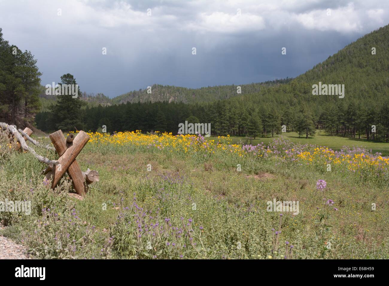 Meadow land in Jemez Mtns of New Mexico - USA Stock Photo