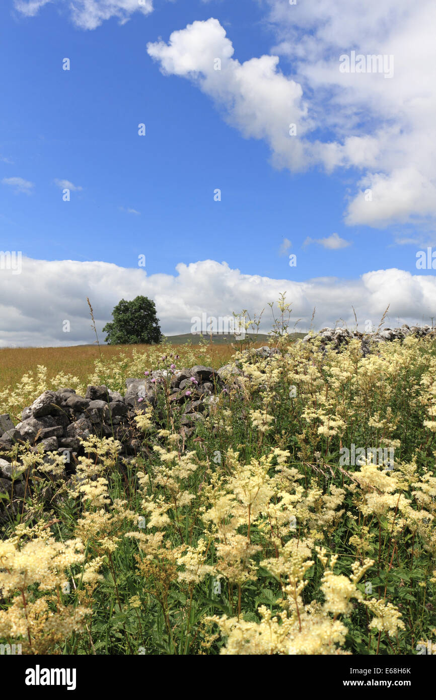 Wild flowers in the Yorkshire Dales National Park near Malham Yorkshire