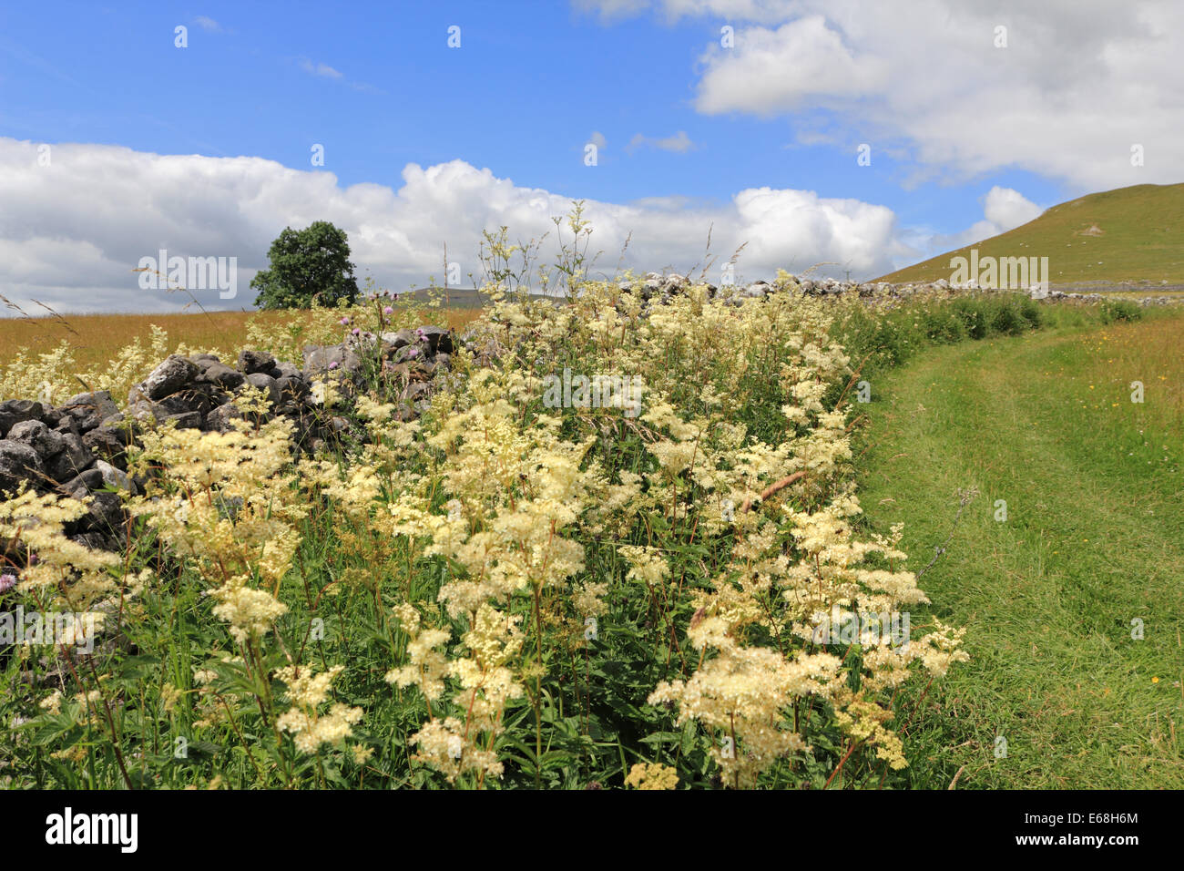 Wild flowers in the Yorkshire Dales National Park near Malham Yorkshire
