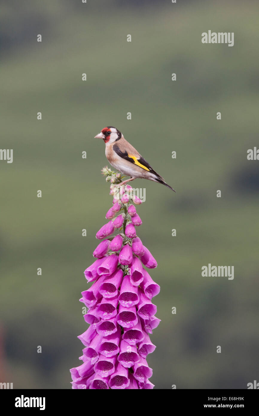 bird goldfinch perched on a foxglove Plantaginaceae Stock Photo