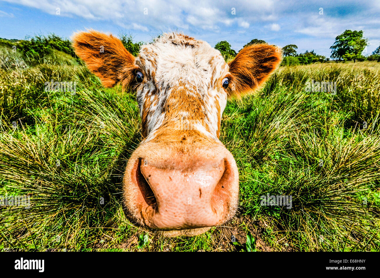 Closeup of a cow's face (see also E68HNW for unaltered original) Stock Photo