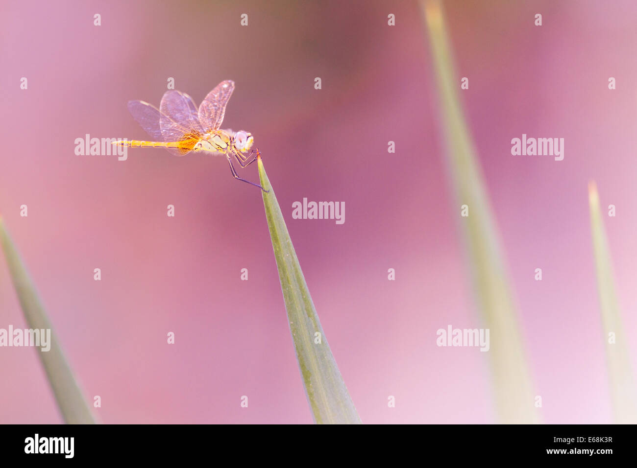 Dragonfly on green grass over pink colorful backgorund Stock Photo - Alamy