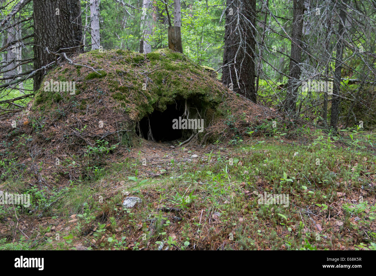 An abandoned den of a bear deep in the woods Stock Photo - Alamy