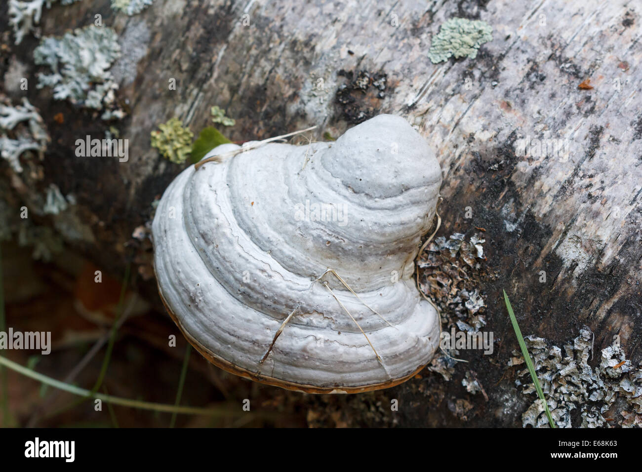 White mushroom growing on a birch tree Stock Photo Alamy