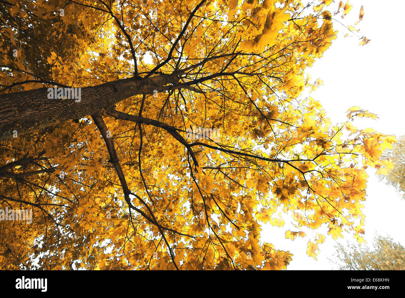 maple tree in autumn Stock Photo - Alamy