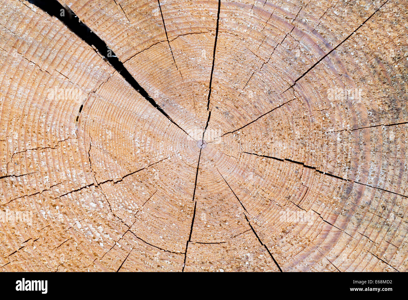 Ván gỗ: Ván gỗ tự nhiên có vẻ đẹp hoang sơ và gần gũi với thiên nhiên. Nếu bạn là người yêu thiên nhiên, hãy xem các hình ảnh ván gỗ đầy sức sống và được chế tác tinh xảo này.