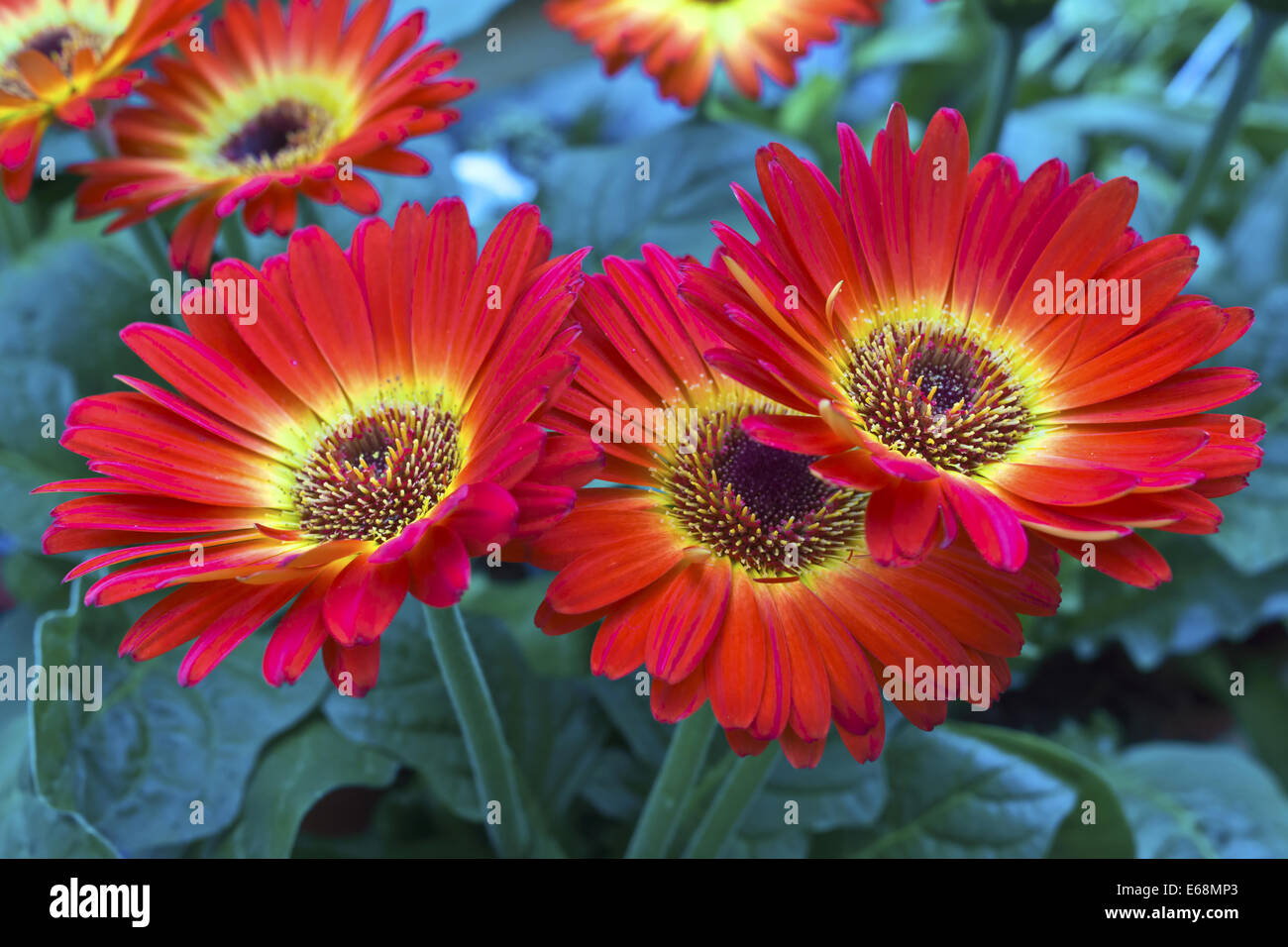 Red daisy plants hires stock photography and images Alamy