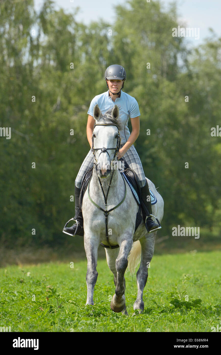 Rider on back of a "Selle Français" horse (French warmblood horse