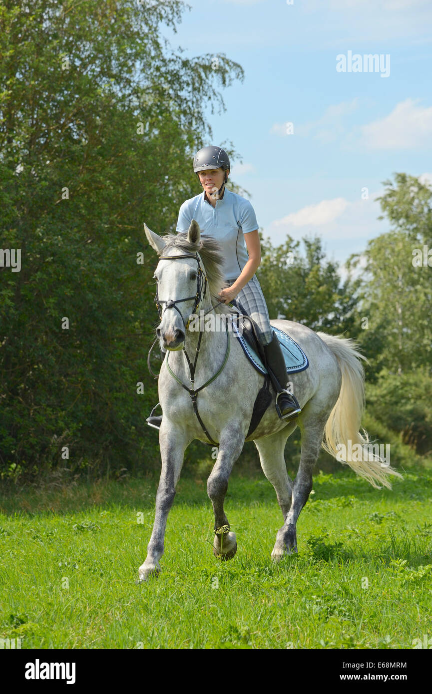 Rider on back of a "Selle Français" horse (French warmblood horse) riding out in summer Stock