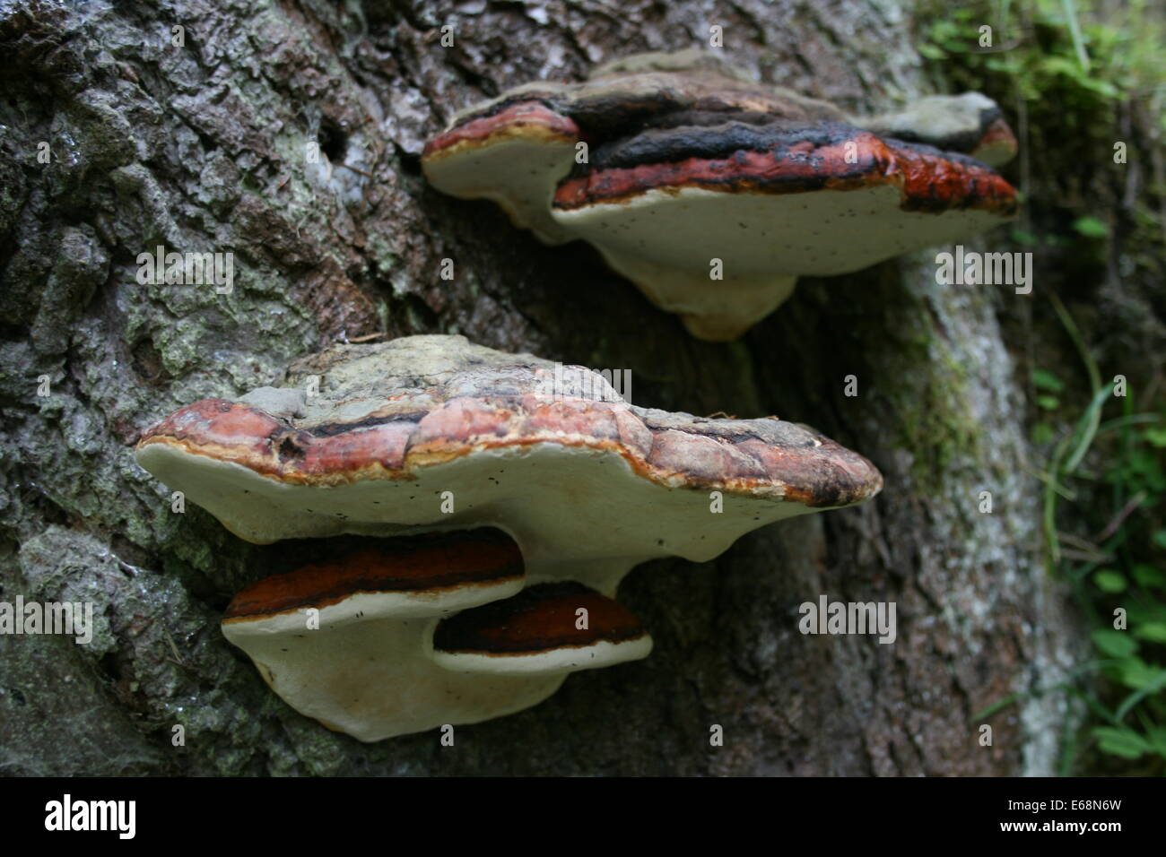 Group of Red Banded Fungus growing on a tree Stock Photo