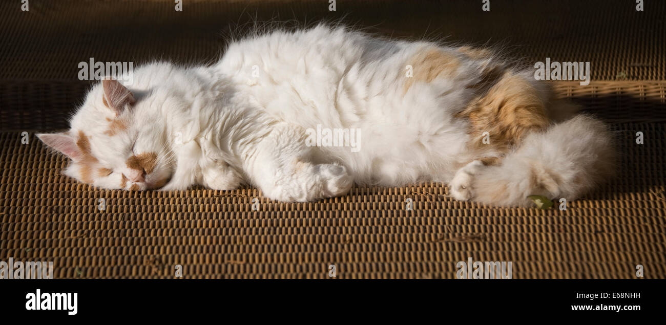 White, longhaired cat sleeping on sunbed Stock Photo