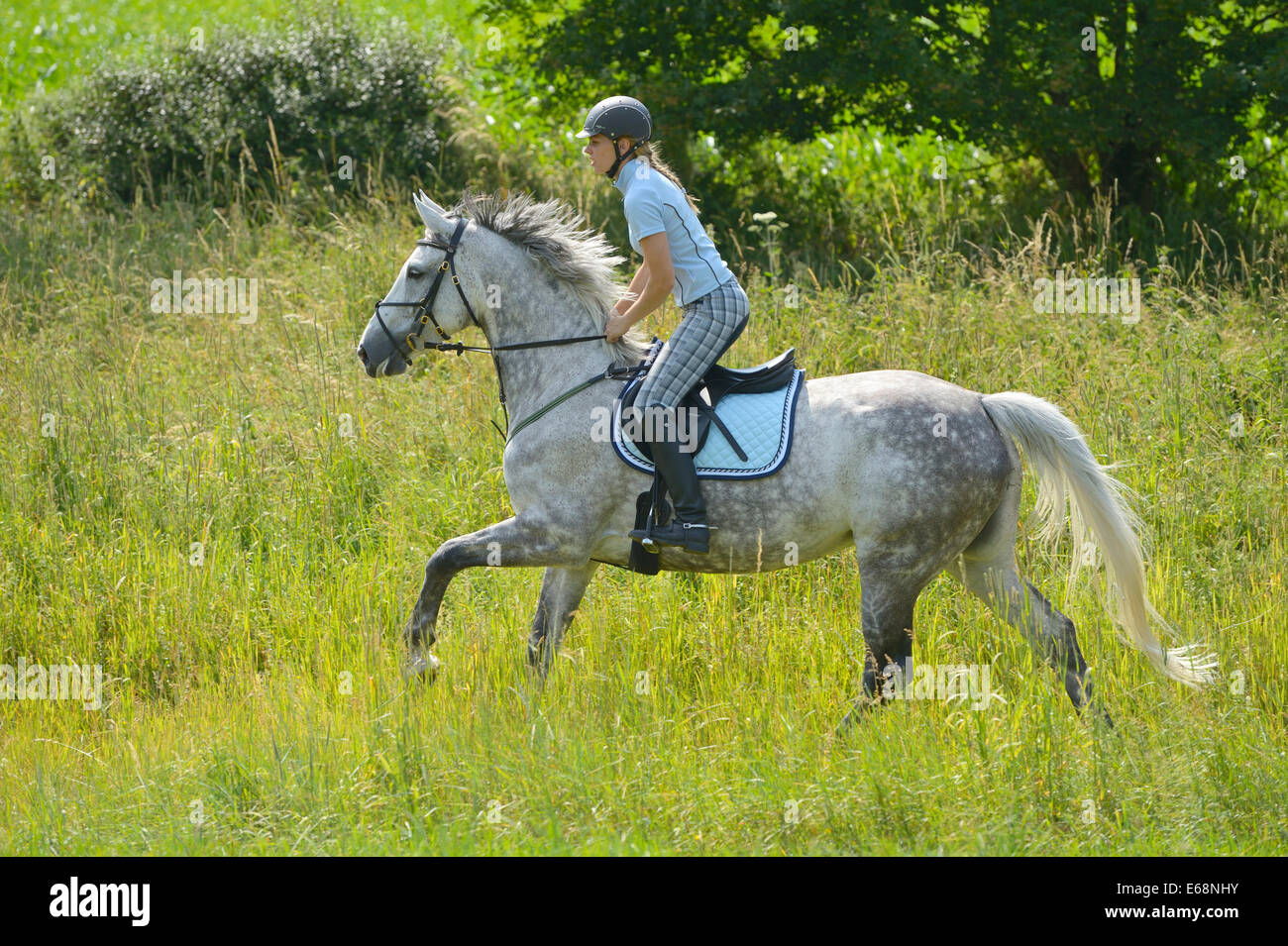 Rider on back of a "Selle Français" horse (French warmblood horse