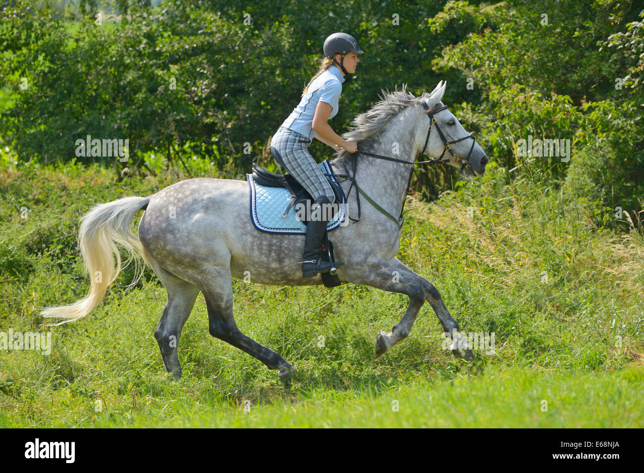 Rider on back of a 'Selle Français' horse (French warmblood horse) riding out in summer Stock Photo