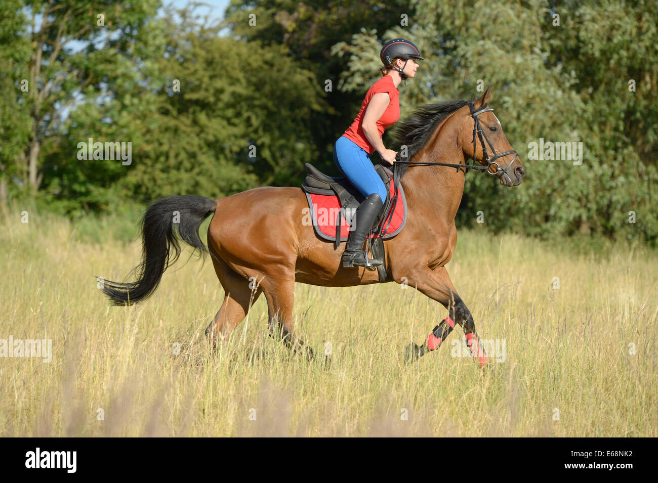 Young rider on back of a 22-year-old Bavarian horse in summer Stock ...