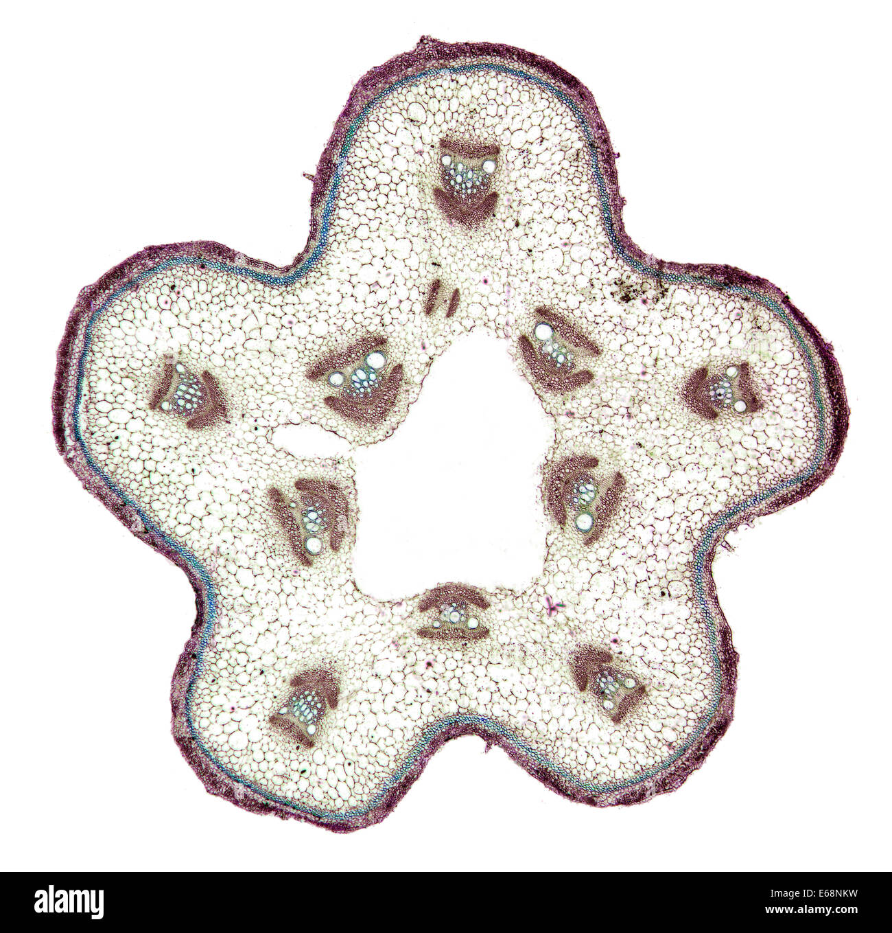 Cucurbita sp. stem TS showing sieve tubes, brightfield photomicrograph Stock Photo
