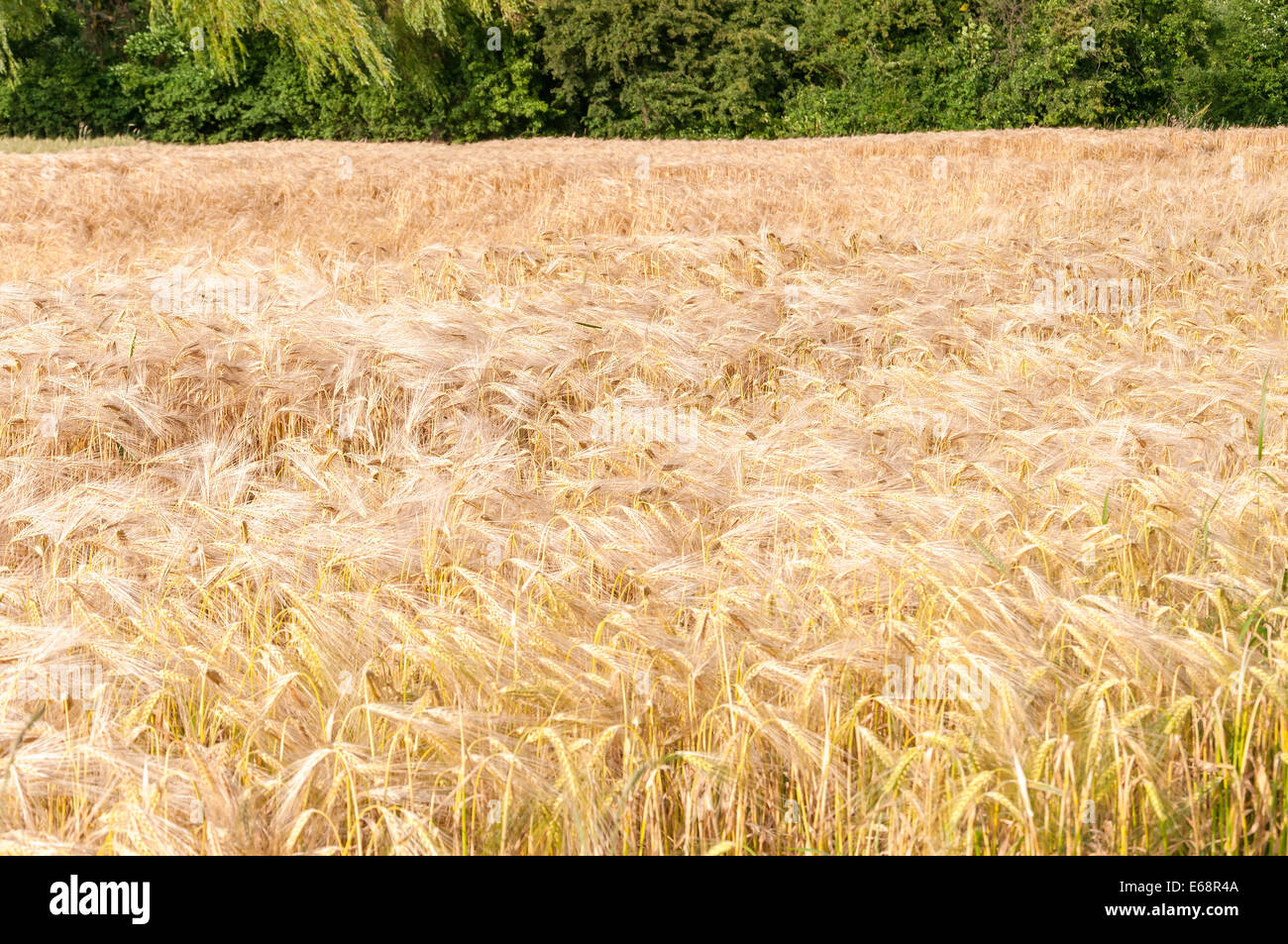 Closeup of golden wheat field. Nature background. Stock Photo