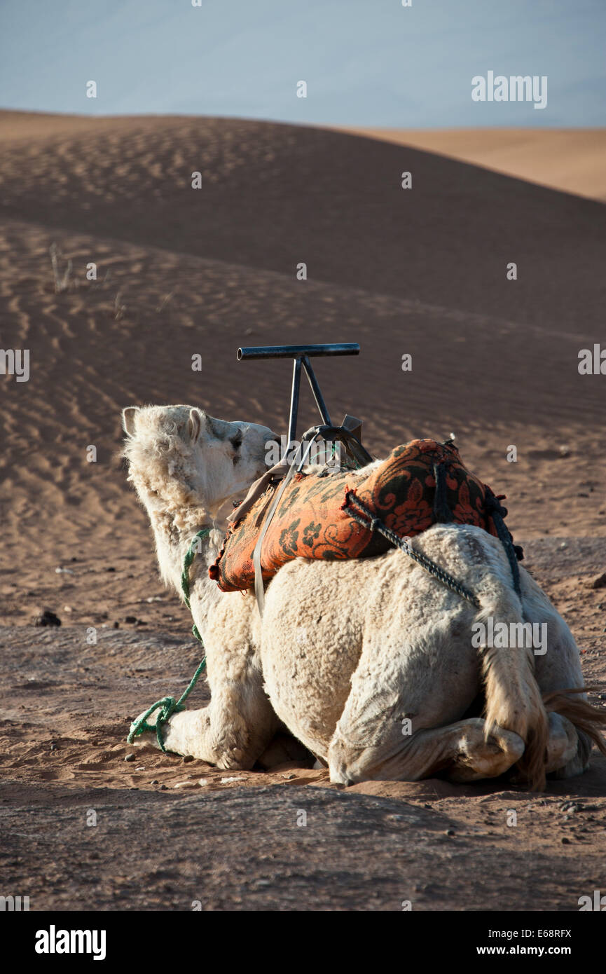 African desert sahara sahel hi-res stock photography and images - Alamy