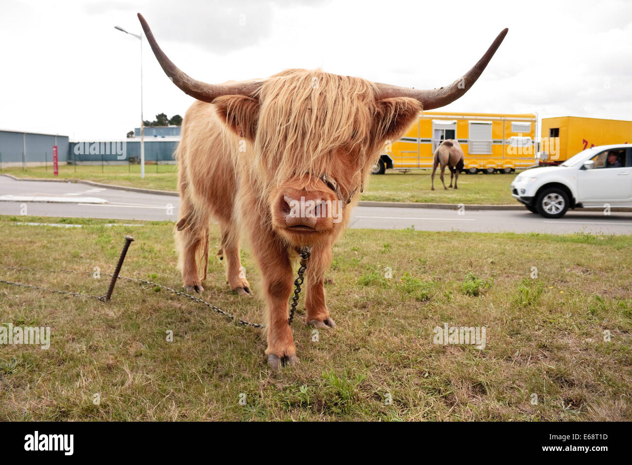 A highland red cow belonging to a travelling circus tethered at the roadside, Brittany, France Stock Photo