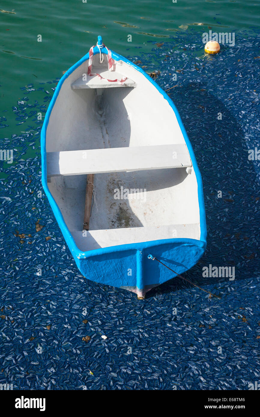 Small row boat surrounded by floating mussel shells, St Julian's Bay, Malta. Stock Photo