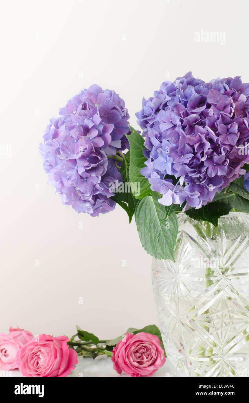 Violet hydrangea and pink rose flowers background Stock Photo