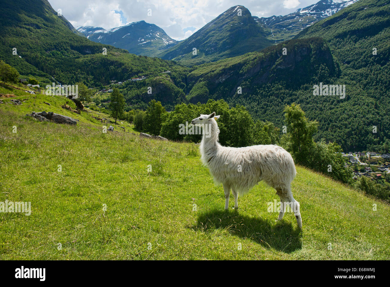 alpaca on the hillside in Geirangerfjord, Norway Stock Photo