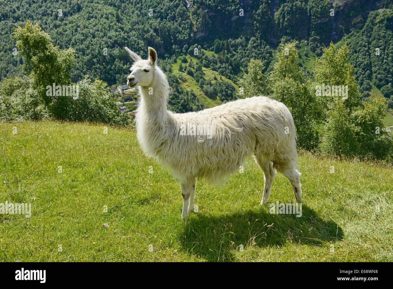 alpaca on the hillside in Geirangerfjord, Norway Stock Photo