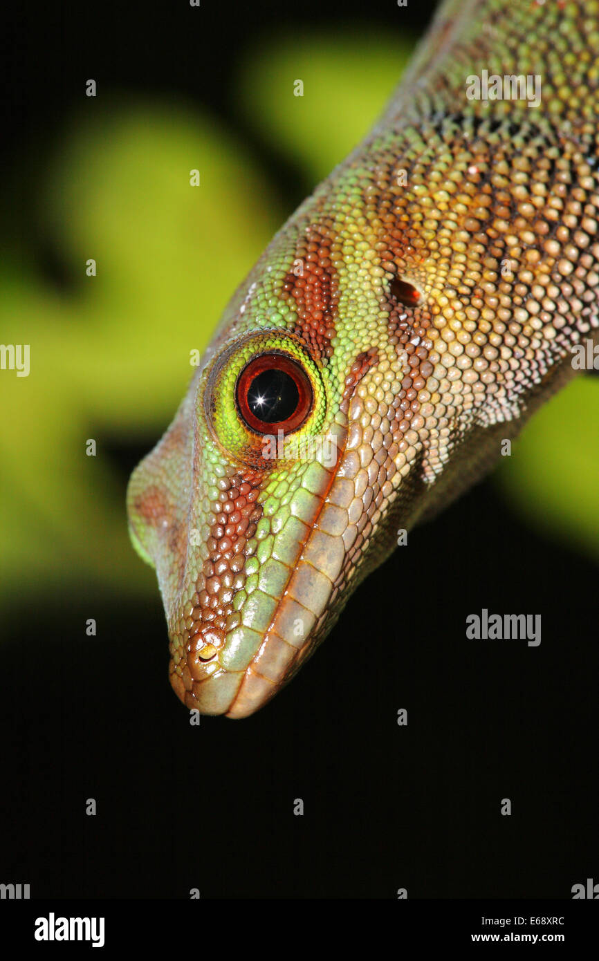 Madagascar Day Gecko (Phelsuma madagascariensis), Andasibe-Mantadia National Park, Madagascar Stock Photo