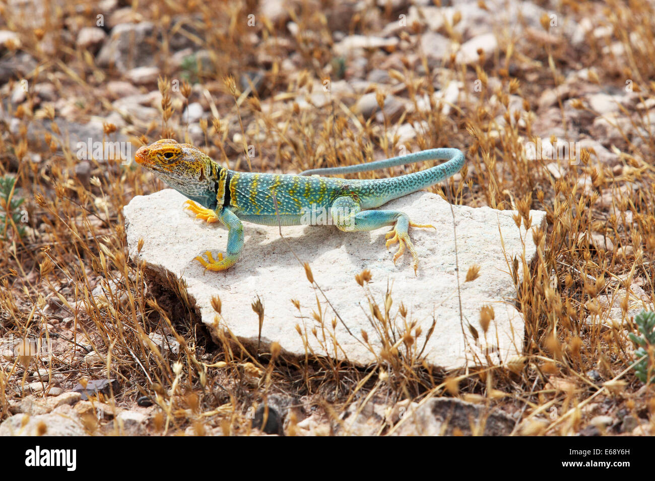 Male Eastern Collared Lizard (Crotaphytus collaris) at Dinosaur Hill
