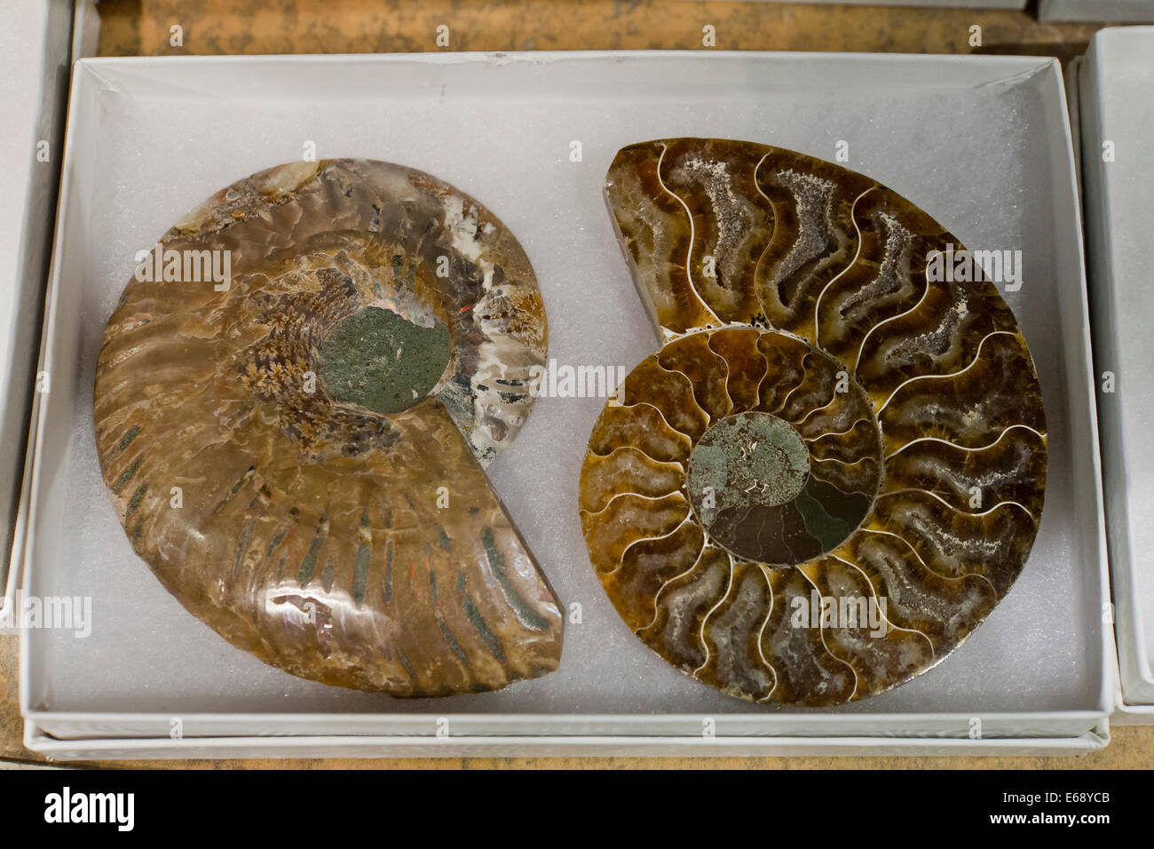 Ammonite fossil slice through Stock Photo